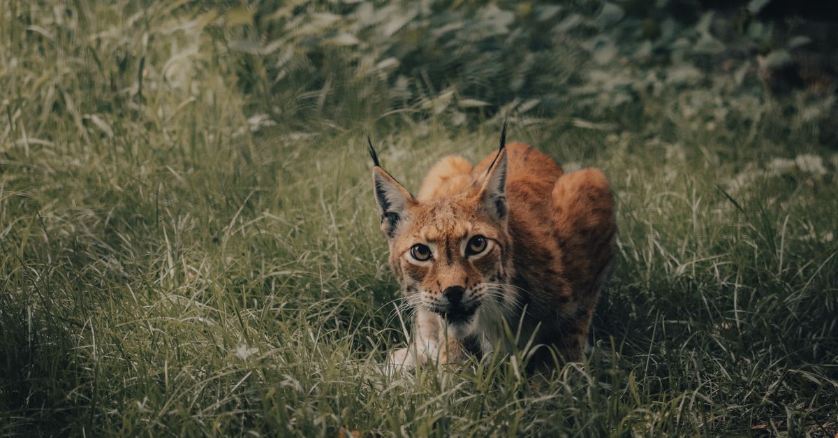 Curious wild lynx with red fur sitting among green grass and observing environment while hunting in nature in daytime